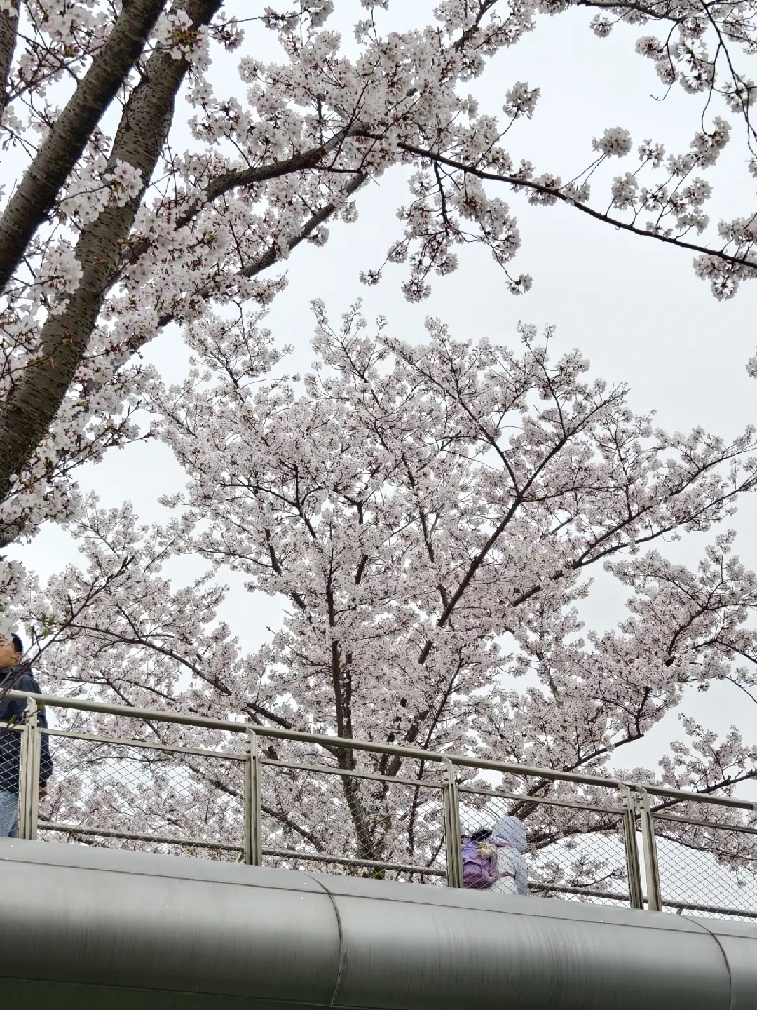 杭州运河公园樱花桥，2026年3月